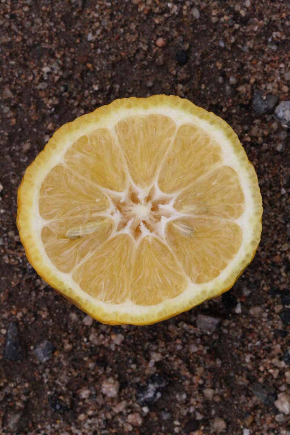            Fruit cross-section (South African, Riverside, CA)   
